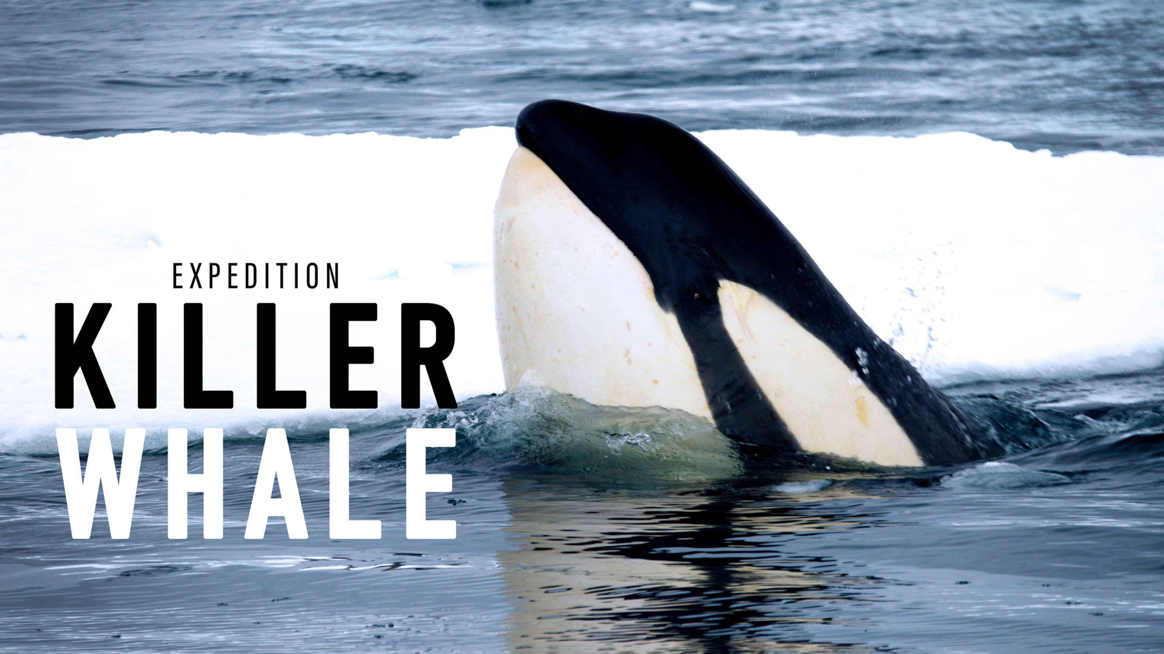 Expedition Killer Whale