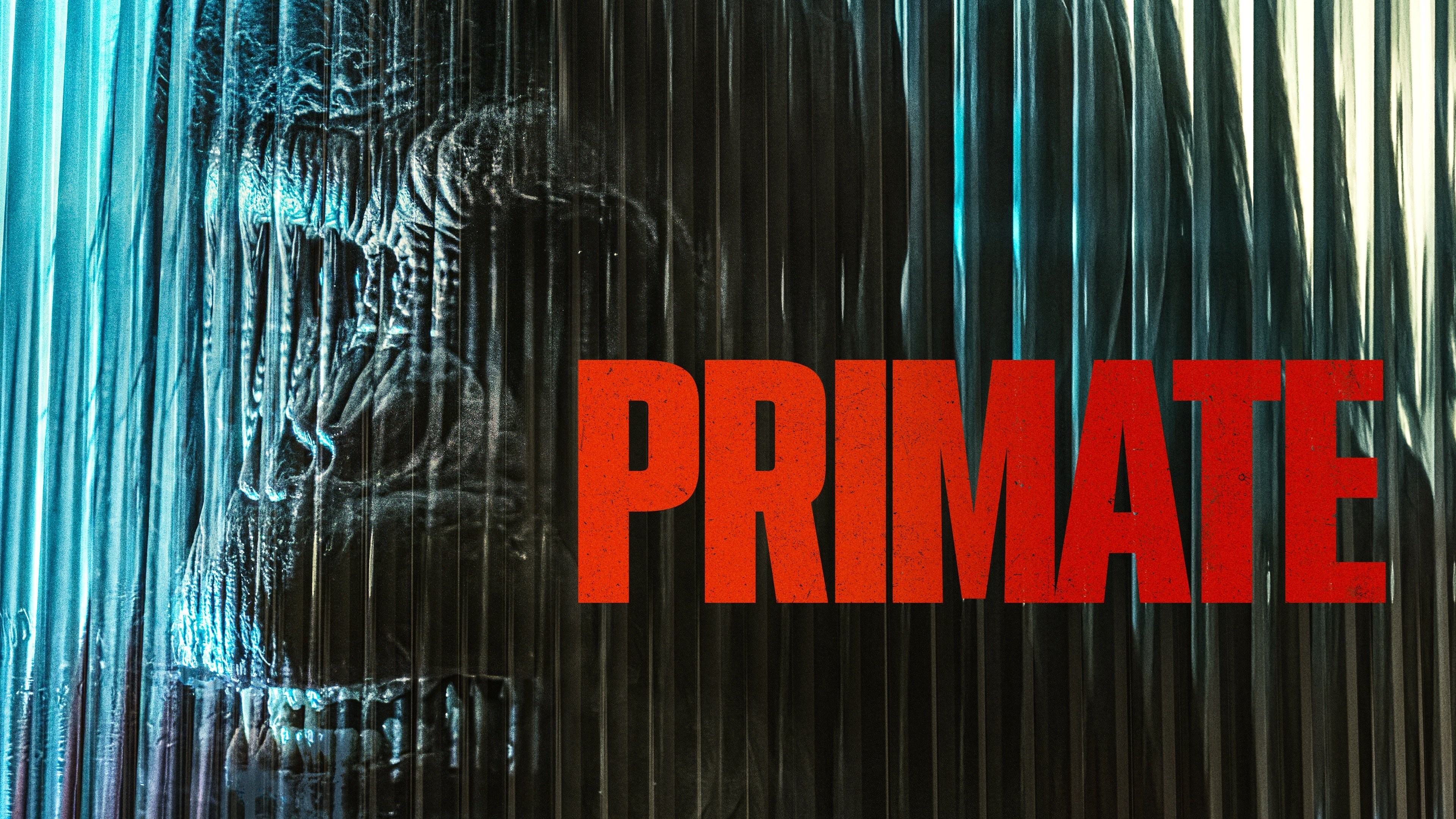 Primate